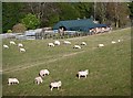 Sheep at Bridgelands