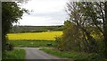 Oilseed rape,  Low Buston