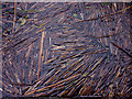 SD3582 : Dead reed stems, Bigland Tarn by Karl and Ali