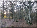 Bridleway beside Wellhead Wood East