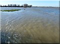 TL2798 : Morton's Leam lost in floods on Whittlesey Wash - The Nene Washes by Richard Humphrey