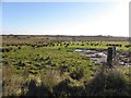 Marshy ground, Ballynamullan