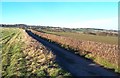 Woodhead Lane near Handley