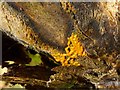 NS3983 : A slime mould - Badhamia utricularis (plasmodium) by Lairich Rig