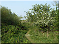 Minor path, Hornchurch Country Park