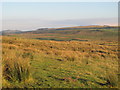 Rough pastures south of Wealside