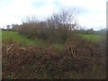 Hedges on Combe Hill