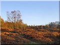 Headley Heath in late November (1)