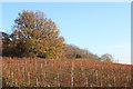 Vineyard at Bodiam