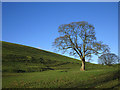 SD5395 : Big tree by a drumlin near Doddington Green by Karl and Ali