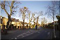 Island Tree in  Sylvan Avenue