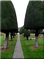 Hedge-like trees line the entrance path to the  Church of St George, King