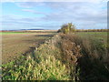 Field Ditch, near South Ockendon Hall