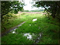 Kersal Moor in the wet