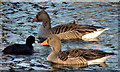 J3675 : Coot and geese, Victoria Park, Belfast by Albert Bridge