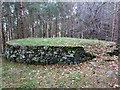 An oddity in Burial Ground Wood, Bowland