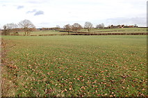 TQ9638 : Fields off Bethersden Road by Julian P Guffogg