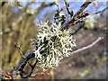 Lichen on oak tree