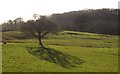 Tree in field south of Wolborough