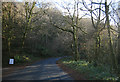 Great Wood nr Carnglaze Caverns