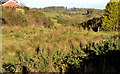 Undeveloped field, Saintfield