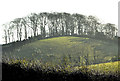 Drumlin and trees, Saintfield