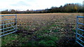 SO7403 : Stubble field near Cambridge by Jaggery