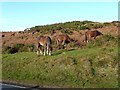 Ponies next to the Red Road