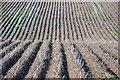 Field of potatoes