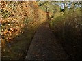 A useful raised path on the North Downs Way