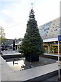 TQ3082 : Christmas Tree in Brunswick Shopping Centre London by PAUL FARMER