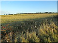 Farmland at Lower Myrtlefield