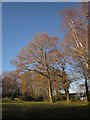 Trees on the common, Kilmington