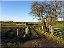 H5574 : Mucky lane, Mullaghslin by Kenneth  Allen