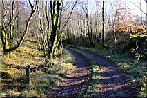 SH6737 : Path to Pandy-ddwyryd, Llyn Trawsfynydd by Jeff Buck