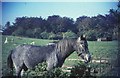 Horse and paddock, Headley