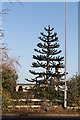 Araucaria Araucana Tree, Sutton Road, Trusthorpe