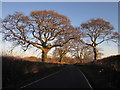 ST2200 : Trees on Stockland Hill road by Derek Harper