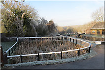 SP9213 : Frosty Reeds in the Side Pond, Lock 45 , Tring Summit by Chris Reynolds