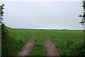 SX8145 : Field at Lower Green Cross by N Chadwick