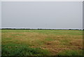 Grassy field near Newlands