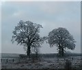 SP9707 : Frosted trees beside A41 by Rob Farrow