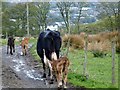 Escaping Cow And Calves