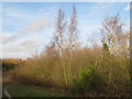 TQ5581 : Birches near the path by Roger Jones