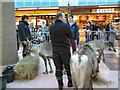 Reindeer in Clarendon Mall