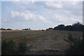 Harvested field