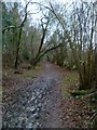 Footpath to Rapsley Farm on edge of Hareholt Copse (2)