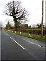 Ivy covered tree on Grove Road