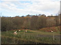 Sheep grazing by Taff Trail/Celtic Trail