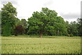 Oak tree in wheat